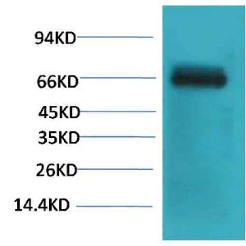 ALB / Serum Albumin Antibody (clone Mix-mA)