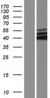 Human MAPK3 / ERK1 Protein (Over-Expression Lysate Myc-DDK (Flag))