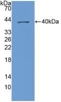 CXCL1 / GRO Alpha Antibody (aa35-107)