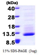 Human CX3CL1 / Fractalkine Protein (Recombinant His)