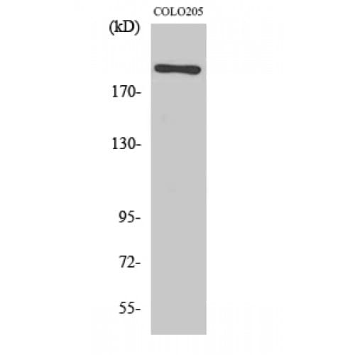 Polyclonal Rabbit anti-Human MEGF8 Antibody (1220-1300 aa, Internal, IHC, WB)