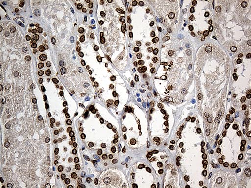 SLU7 / 9G8 Antibody (aa1-300, clone OTI6B1)