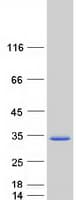 Human MXD3 / MAD3 Protein (Recombinant Myc-DDK (Flag))