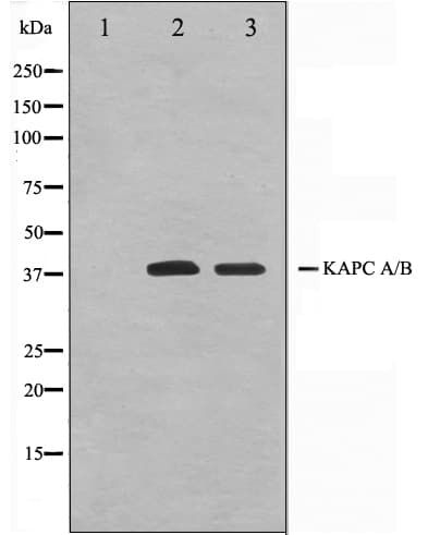 PRKACA Antibody