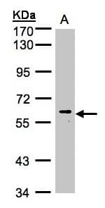 IHC-plus™ MAPK15 / ERK7 Antibody