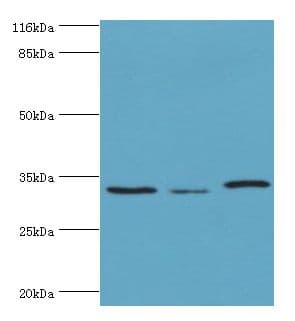 STARD10 Antibody (aa1-291)