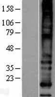 MS4A8 / MS4A8B Protein (Over-Expression Lysate Myc-DDK (Flag))