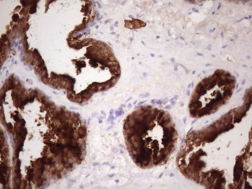 KLK3 / PSA Antibody (aa25-261, clone OTI2G8)