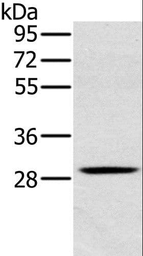 CLIC1 / NCC27 Antibody
