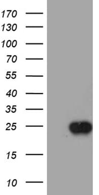 C9orf89 Antibody (clone OTI3B3)