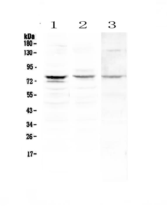 SNK / PLK2 Antibody