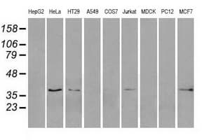 ERCC1 Antibody (clone 4F9, Carrier-free)