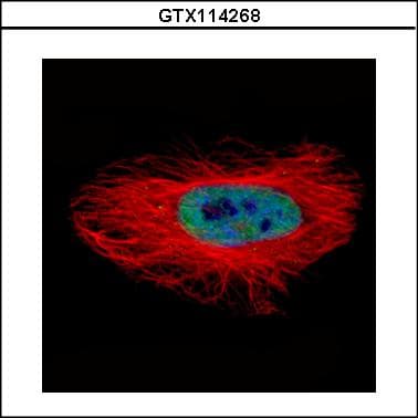 ASNA1 Antibody (aa45-279)