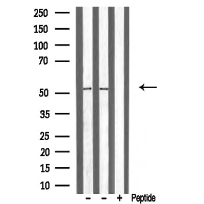 ATF7 Antibody