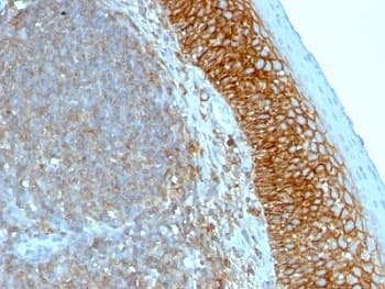 CD44 Antibody (clone SPM544, Azide-free, BSA-free)