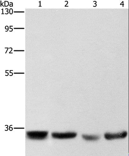 AIMP1 / EMAP II Antibody