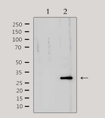 Polyclonal Rabbit anti-Human TNFRSF6B / DCR3 Antibody (IHC, IF, WB)