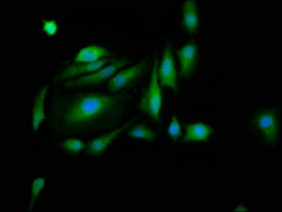 PAS Kinase / PASK Antibody