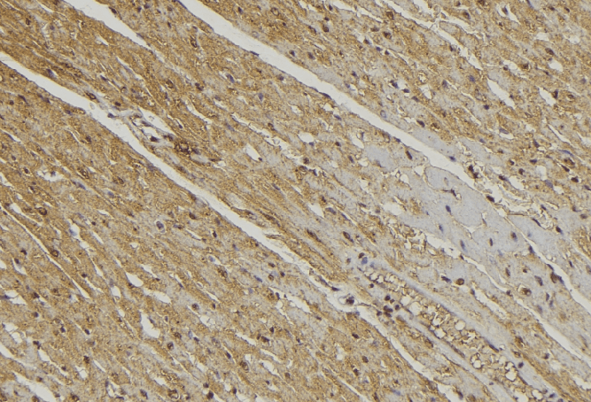 YME1L1 Antibody