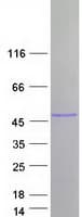 Human TNIP3 Protein (Recombinant Myc-DDK (Flag))