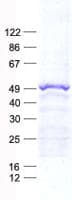 Human LCAT Protein (Recombinant His, N-Terminal)