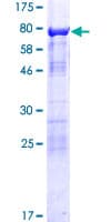 Human SH3BP5L Protein (Recombinant GST)