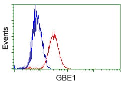GBE1 Antibody (clone OTI3C8, Carrier-free)