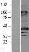 MAGEA8 Protein (Over-Expression Lysate Myc-DDK (Flag))