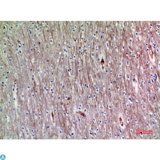 ADAMTS18 Antibody
