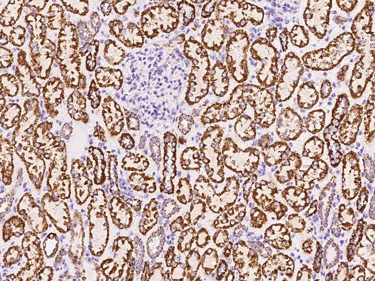 SUCLG1 / GALPHA Antibody (Preservative Free)