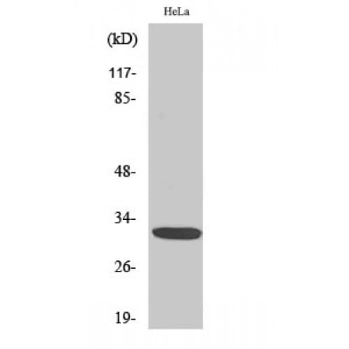 Polyclonal Rabbit anti-Human DLX5 Antibody (60-140 aa, Internal, IHC, IF, WB)