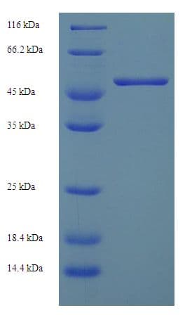 Mouse H2-D1 Protein (Recombinant His-SUMO)
