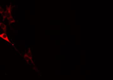 DSG2 / Desmoglein 2 Antibody