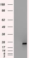 HSD17B10 / HADH2 Antibody (clone OTI3B5, Carrier-free)