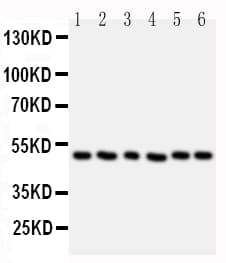 Polyclonal Rabbit anti-Human HDAC3 Antibody (aa1-18, IHC, WB)