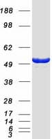 Human MPP1 Protein (Recombinant Myc-DDK (Flag))