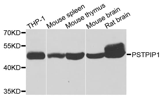 PSTPIP1 Antibody