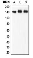 NOS3 / eNOS Antibody (phospho-Ser1177)