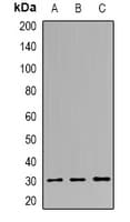PNMT Antibody