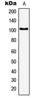 GTF3C3 Antibody (N-Terminus)