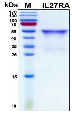 Human IL27RA Protein (Recombinant His, N-Terminal)