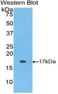 S100A1 / S100-A1 Antibody (aa1-94, APC)