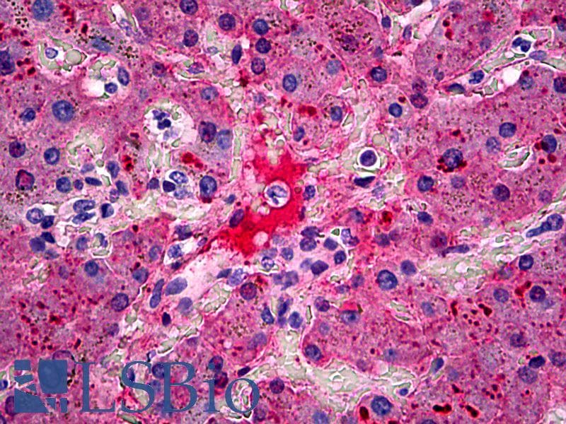 Fibrinogen Antibody