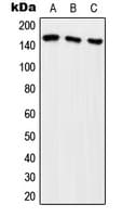 ARHGEF10 / GEF10 Antibody (Internal)