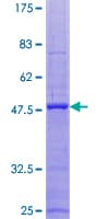 Human ITGB3BP Protein (Recombinant GST)