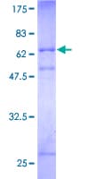Human RNF34 Protein (Recombinant GST)