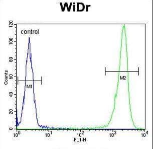 DEK Antibody (aa336-364)