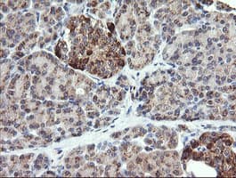 CHGA / Chromogranin A Antibody (clone OTI1B7, Carrier-free)