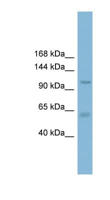 CLCA2 Antibody (aa674-723)
