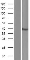 CCDC92 Protein (Over-Expression Lysate Myc-DDK (Flag))